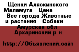 Щенки Аляскинского Маламута › Цена ­ 10 000 - Все города Животные и растения » Собаки   . Амурская обл.,Архаринский р-н